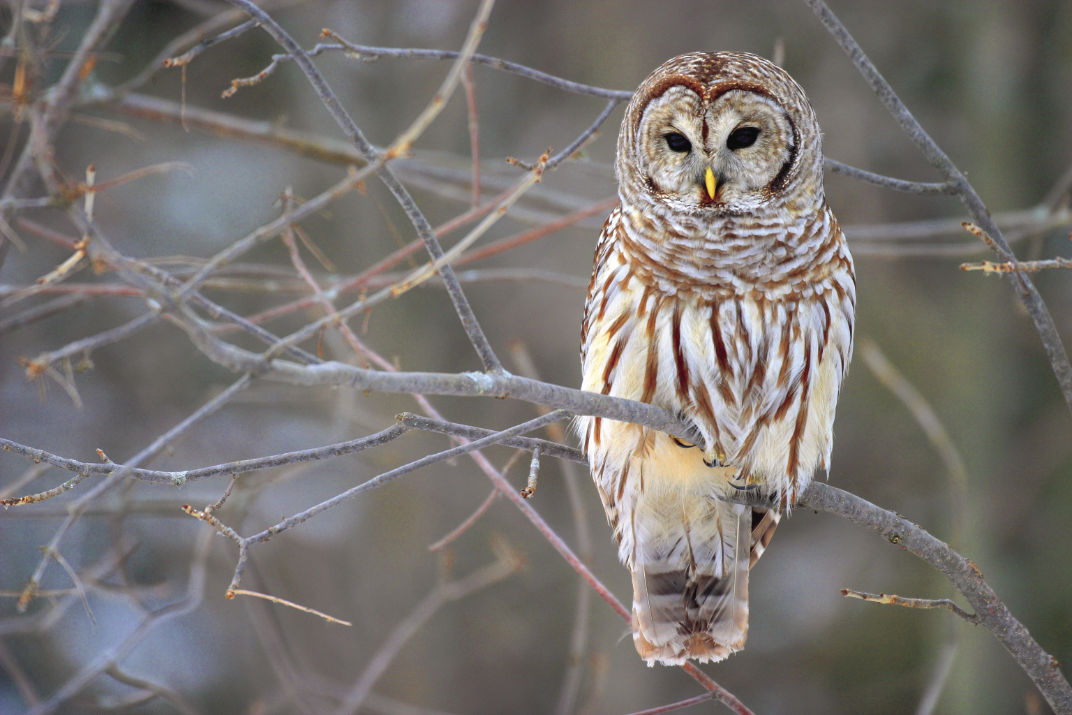 02-15 OUTDOORS Owl